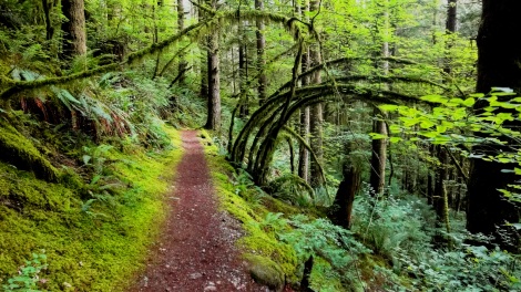 Hiking up the West Canyon Trail, Golden Ears Provincial Park