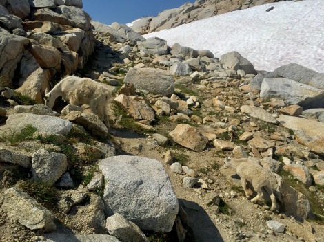 Mountain Goats wondering freely through and pooping all over The Enchantments